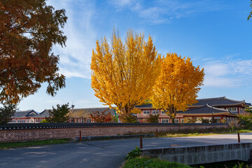 Autumn scenery of Yangdong Village, an old traditional village in Gyeongju, Korea, with beautiful ginkgo trees that have turned yellow in autumn.