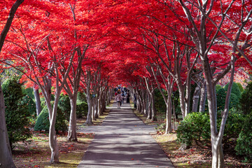 北海道　札幌　平岡樹芸センター　紅葉　もみじ　トンネル