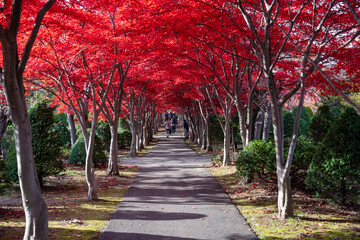 北海道　札幌　平岡樹芸センター　紅葉　もみじ　トンネル