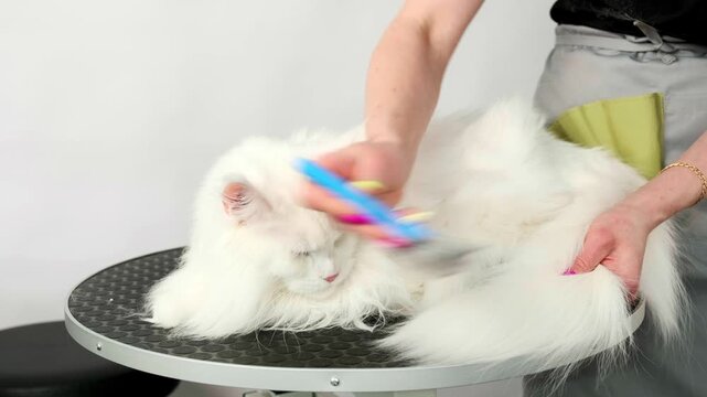 A woman groomer combs the old fur of a Maine Coon cat with a brush with metal tips
