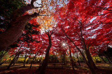 北海道　札幌　平岡樹芸センター　紅葉　もみじ　トンネル