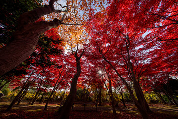 北海道　札幌　平岡樹芸センター　紅葉　もみじ　トンネル
