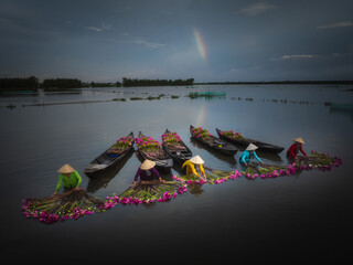 Aerial view of women in conical hats arranging vibrant pink lotus flowers on boats, creating a striking contrast against the dark water, Long An, Vietnam.
