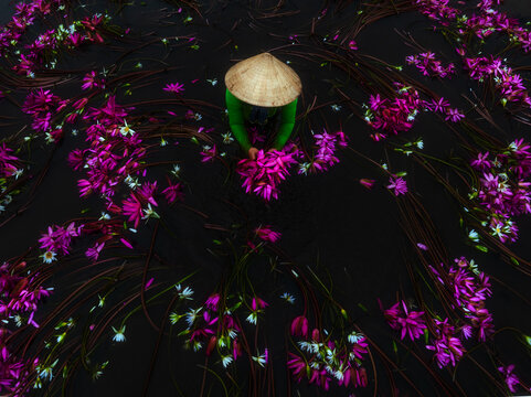 Aerial view of vibrant pink flowers spiraling around a figure in a conical hat, creating a striking contrast against the dark background, Long An, Vietnam.