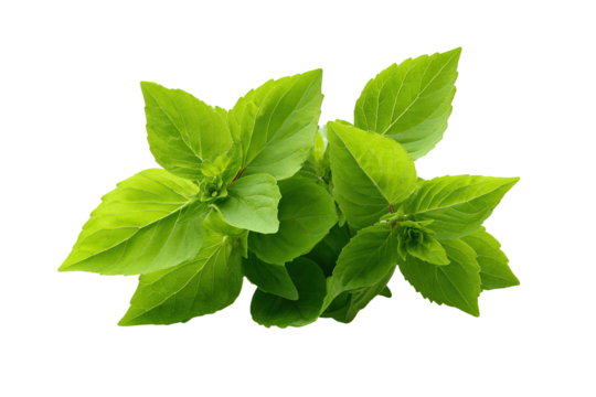 Vibrant green leaves with delicate veins, fresh and healthy