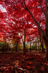 Fototapeta premium 北海道 札幌 平岡樹芸センター 紅葉 もみじ トンネル