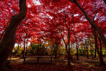 北海道　札幌　平岡樹芸センター　紅葉　もみじ　トンネル