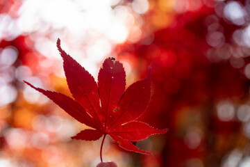 北海道　札幌　平岡樹芸センター　紅葉　もみじ　トンネル