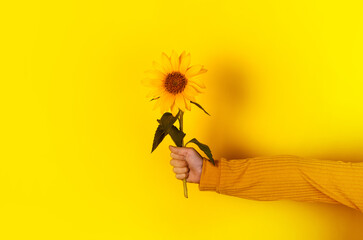 Close-up of a hand holding a fresh sunflower against a vibrant yellow background, conveying positivity and freshness.