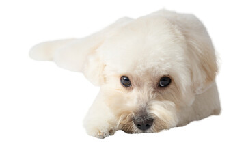 White Maltipoo dog png without background, with fun and curious poses