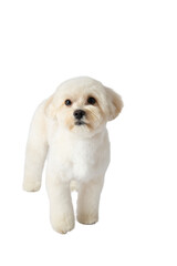 White Maltipoo dog png without background, with fun and curious poses