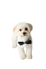 White Maltipoo dog png without background, with fun and curious poses