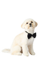 White Maltipoo dog png without background, with fun and curious poses