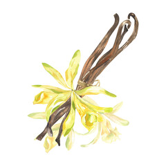 Vanilla flower, dried beans watercolor illustration. Hand drawn isolated aromatic bakery herb, orchid floral element, exotic tropical floral clipart for poster, packing, card design