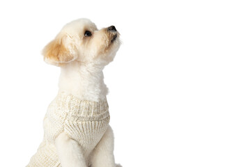 White Maltipoo dog png without background, with fun and curious poses