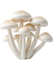 Cluster of white mushrooms isolated on transparent background. Ideal for vegetarian, cooking, and organic food concepts.