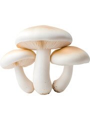 Cluster of white mushrooms isolated on transparent background. Ideal for vegetarian, cooking, and organic food concepts.