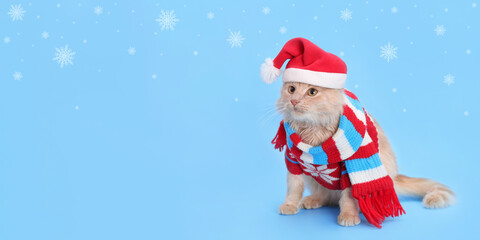  Cute ginger cat in a Santa hat and knitted winter scarf sitting on a light blue background with falling snowflakes, festive Christmas pet portrait, holiday concept.