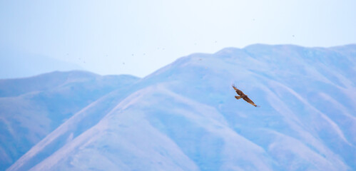 A flock of eagles flying over the mountains. Golden eagles in free flight. Wild birds of prey have gathered in a flock and are flying above the ground.