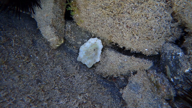 Mediterranean limpet or rayed Mediterranean limpet (Patella caerulea) shell undersea, Ligurian Sea, Italy, Imperia