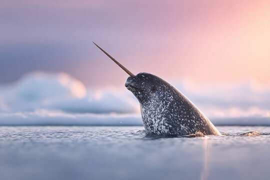 A serene image of a narwhal rising from the water. Evokes magic, wonder, and the beauty of the arctic. Perfect for conservation, education, and fantasy themes. - Powered by Adobe