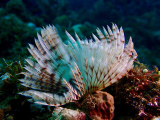 A close-up underwater shot of a feather duster worm displaying its delicate fan-shaped crown of feathery gills on a coral reef.