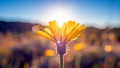 A single yellow wildflower is illuminated by the bright sun, creating a lens flare effect against a soft, blurred background.