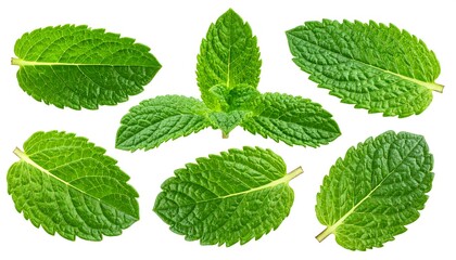 Fresh Mint Leaves - A Vibrant Collection of Culinary Herbs.