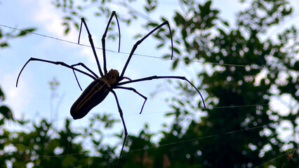 Obraz premium In the wilderness of Cambodia, Siem Reap