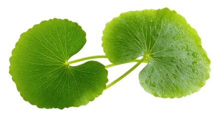 Two vibrant green gotu kola leaves isolated on transparent background