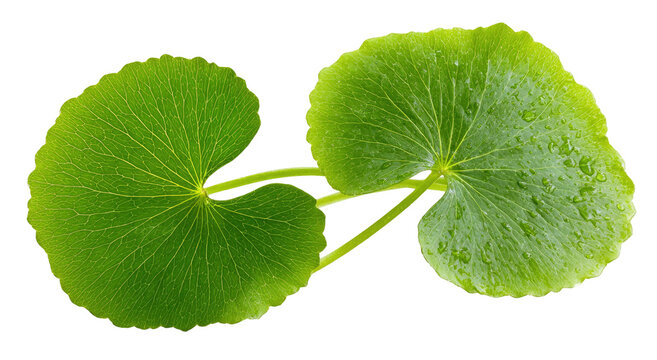 Two vibrant green gotu kola leaves isolated on transparent background