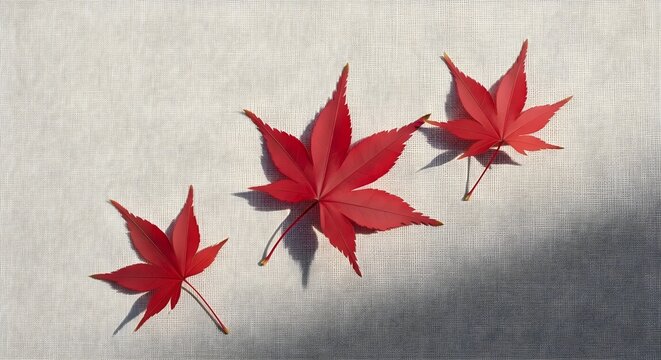 Vibrant red maple leaves cast elegant shadows on a textured white surface, capturing autumn's beauty.