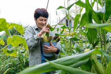 Middle-aged woman harvesting corn in a lush garden