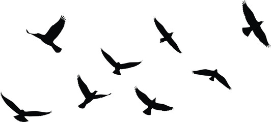 Flying bird silhouettes vector set, flock of birds illustration, black outline design, wild animals in flight, nature artwork collection