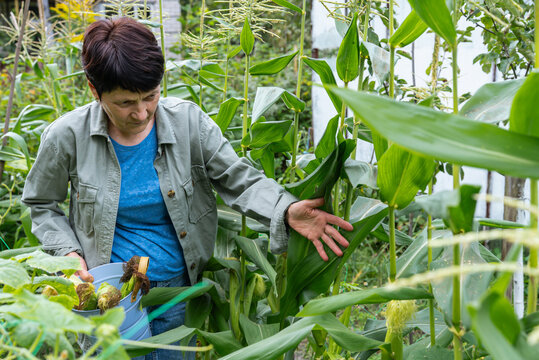 Middle-aged woman harvesting corn in the garden - Powered by Adobe