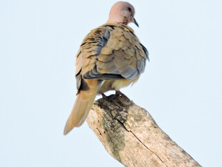 small, long-tailed dove is a resident breeder across Africa, the Middle East, and the Indian Subcontinent