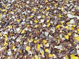 A natural carpet of colorful autumn leaves scattered on the ground, featuring shades of yellow, brown, and faded white foliage.