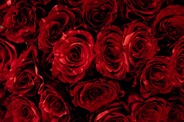 Vibrant red roses showcasing natural beauty