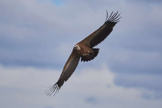 Griffon vulture soaring in the sky with widespread wings