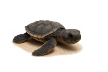 Sea turtle hatchling on sand, transparent background, representing new life and fragile marine existence