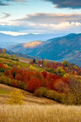 Obraz premium mountain landscape of ukraine countryside on autumn morning. beautiful view of carpathian range with dappled light on forested slopes in colorful foliage. picturesque place with rolling hills