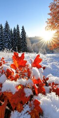 Vibrant Red Leaves Peeking Through Snow with Trees and Sunshine
