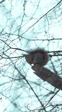 squirrel on a tree