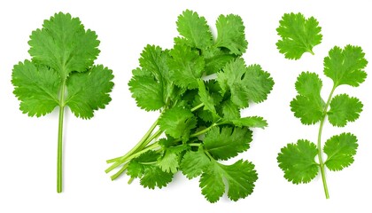 Fresh Cilantro - Aromatic Herb for Culinary Delights.