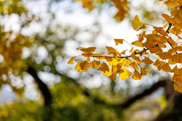 Close-up photo of ginkgo leaves turning yellow in autumn.