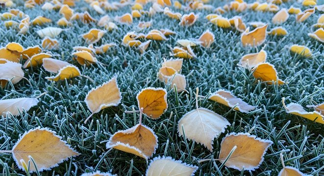 Golden autumn leaves dusted with frost on crisp green grass, a beautiful symbol of nature's transition.