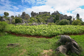 Stone Forest, Shilin, Kunming in Yunnan province, China