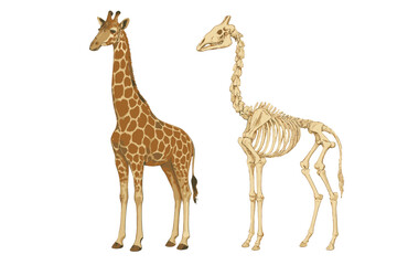 Obraz premium Side by side comparison of a giraffe's external anatomy and internal skeletal structure