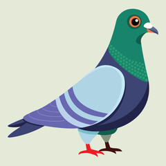 Vector Illustration of Pigeon – Isolated on White Background