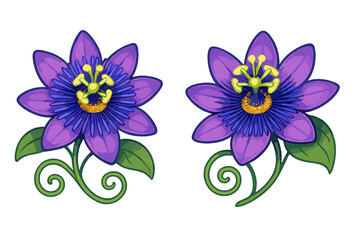 Vibrant purple passion flowers with detailed green leaves and curling tendrils